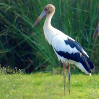 Maguari Stork